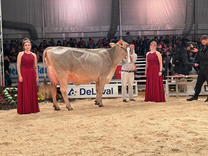 IGBS-Schau 2023: Phil Pinia ist die neue Champion