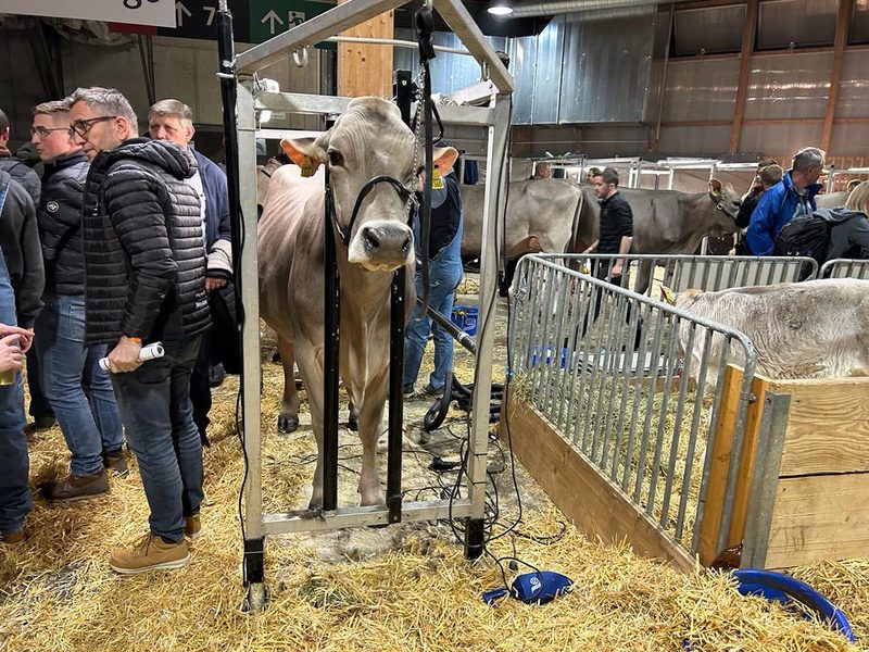 IGBS-Schau 2023: Phil Pinia ist die neue Champion