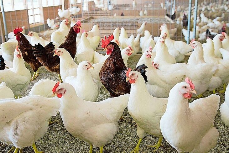 Ohne Elterntiere keine Bruteier: Mehrere Herden sorgen dafür, dass genügend Bruteier zur Kükenproduktion zur Verfügung stehen.