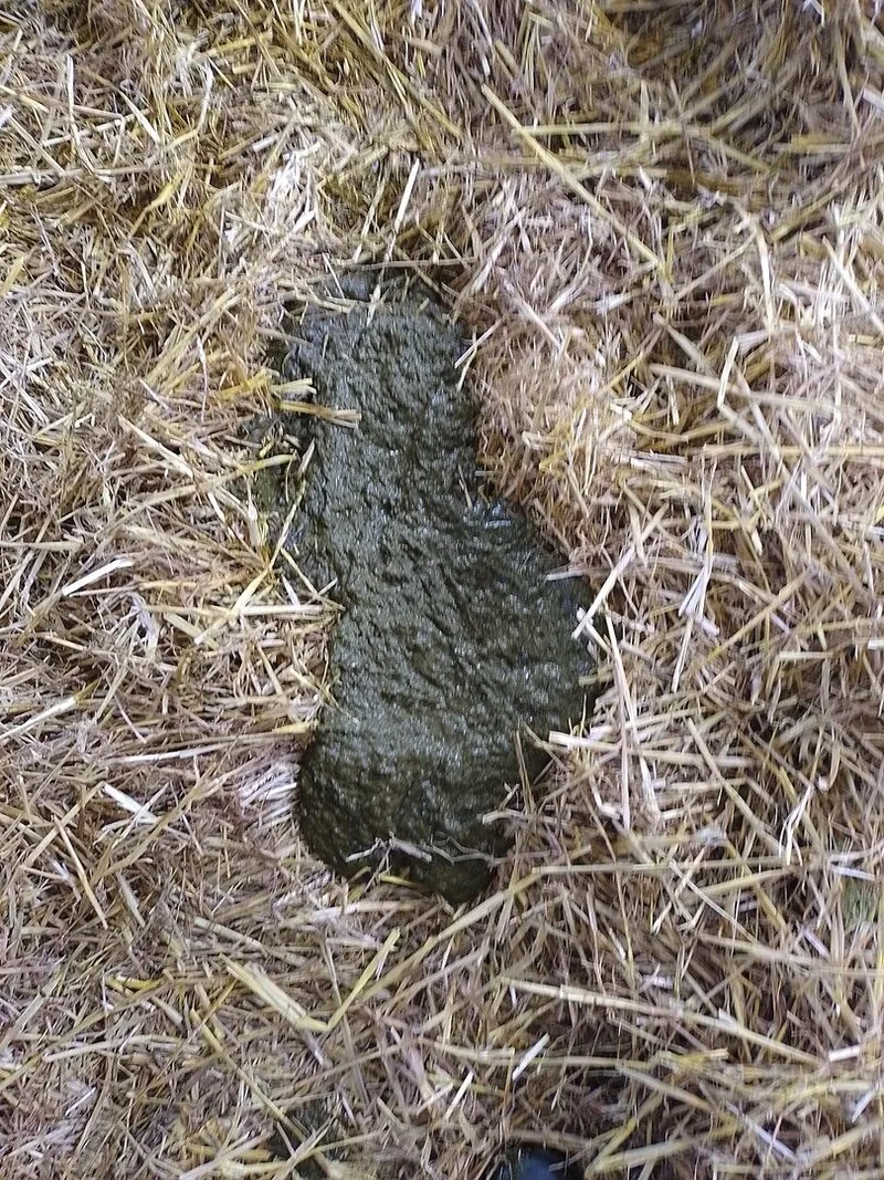 Dünner Mist kann durch Verdauungsprobleme entstehen.