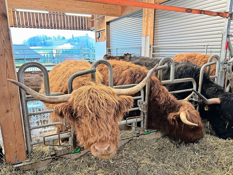Zum Betrieb gehören ein halbes Dutzend schottische Hochlandrinder