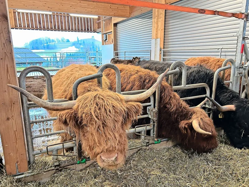 Zum Betrieb gehören ein halbes Dutzend schottische Hochlandrinder