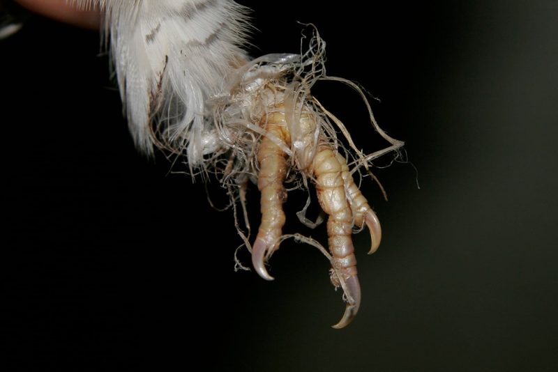 Vogelwarte warnt: Fäden und Schnüre sind eine Gefahr für Vögel