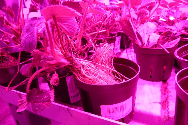 Gemüse ohne Tageslicht: Migros Basel startet den Verkauf von Vertical-Farming-Produkten