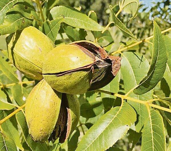 Bereit zur Ernte: reife Pekannüsse am Baum. Auf dem Gelände wurden bereits 300 Bäume gepflanzt.