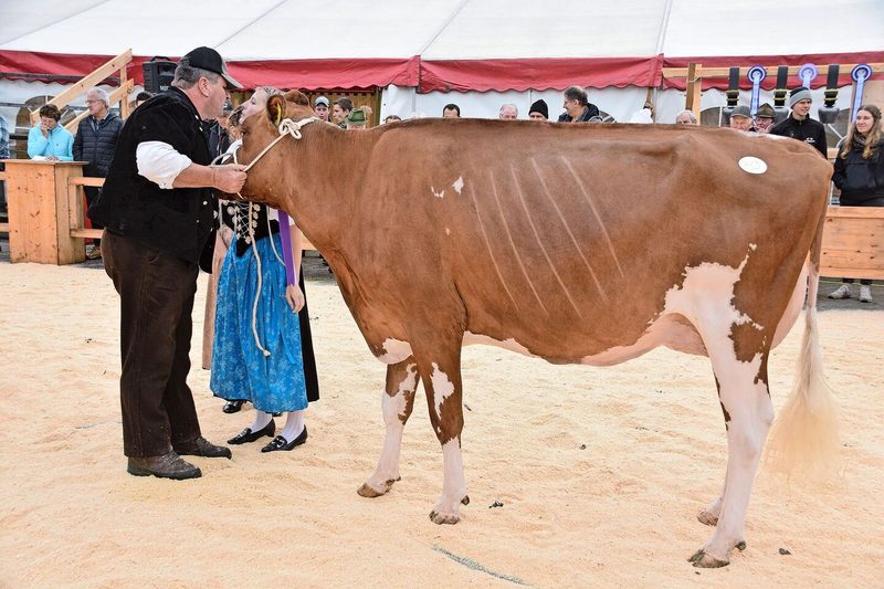 RH/HO-Junior-Siegerin wurde die auffällige Gurtner’s Evert Sira von Hans Gurtner aus Schwarzenburg.