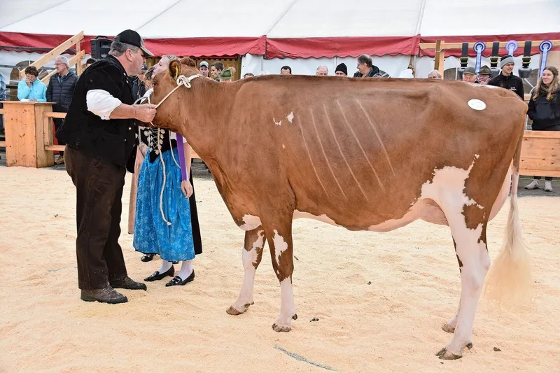 RH/HO-Junior-Siegerin wurde die auffällige Gurtner’s Evert Sira von Hans Gurtner aus Schwarzenburg.