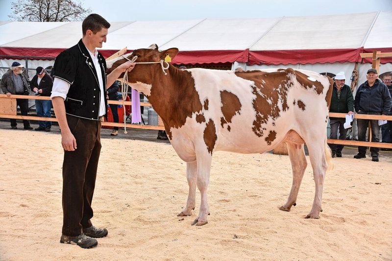 Junior-Schöneuter wurde Jouxvey Sunny Tamaris von Hans-Peter Bigler aus Mamishaus.