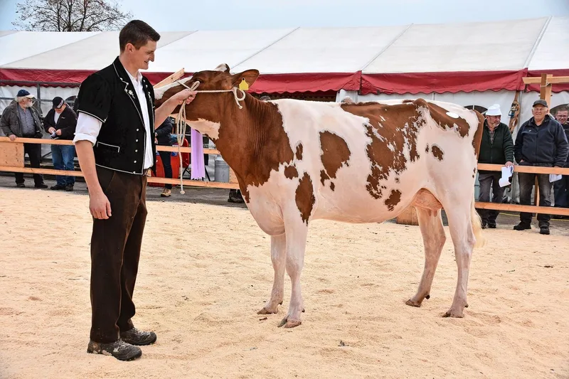Junior-Schöneuter wurde Jouxvey Sunny Tamaris von Hans-Peter Bigler aus Mamishaus.