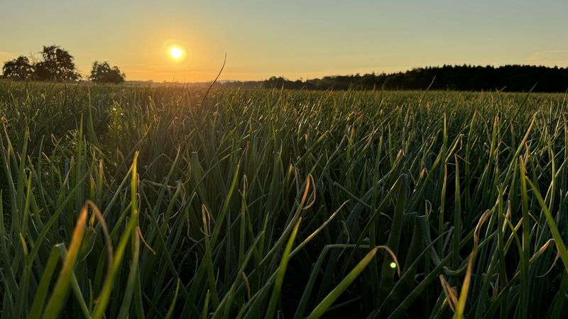 Rote Zwiebeln dicht gesät: Ist die Marktqualität besser?