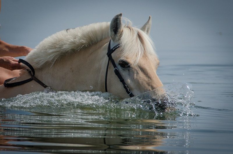Hitzestress bei Kühen, Schweinen, Schafen, Ziegen, Hühnern oder Pferden