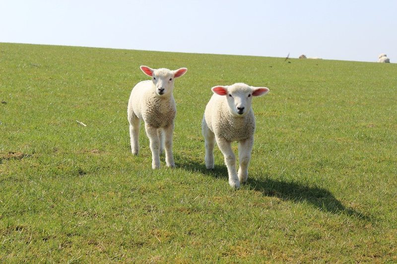 Hitzestress bei Kühen, Schweinen, Schafen, Ziegen, Hühnern oder Pferden