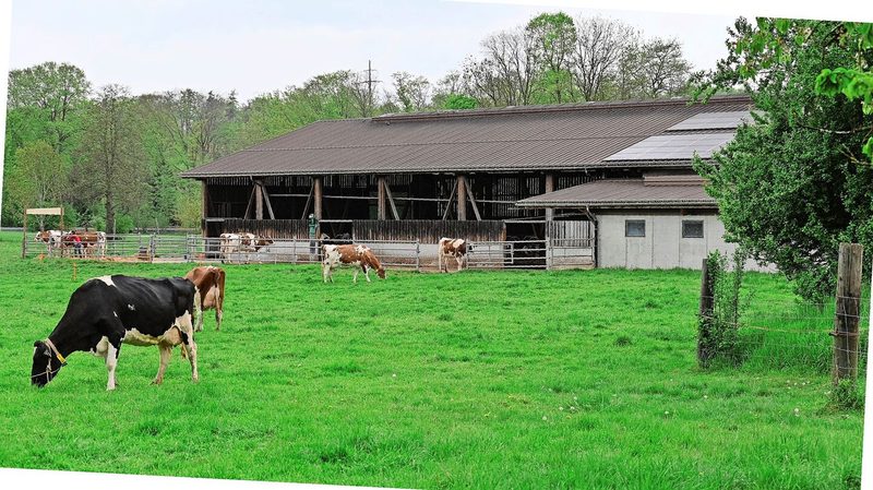 2009 wurde in einen Laufstall investiert. Die Entscheidung «aufhören oder neu bauen» fiel zugunsten der Milchkühe aus.