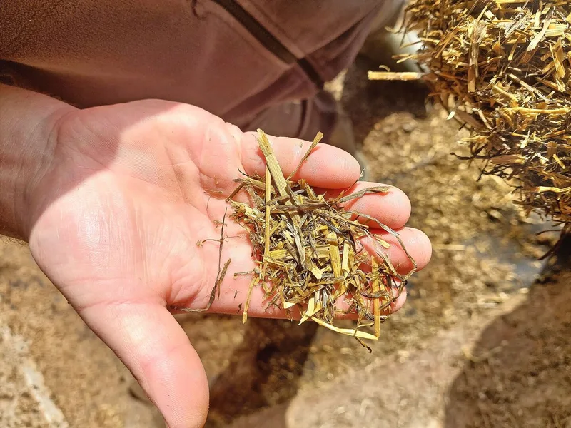 Das Gras wird 8 mm kurz gehäckselt. Einige Halme sind aber deutlich länger.