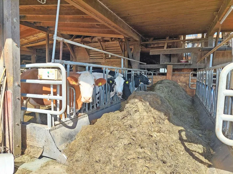 Reto Lehmann füttert seine Kühe am Weelink. Per Knopfdruck schiebt er das Fanggitter näher an die Grassiloballen. Die Häckselballen sind mit diesem Fütterungssystem vorteilhaft, weil die Kühe das kurz geschnittene Futter weniger selektieren.