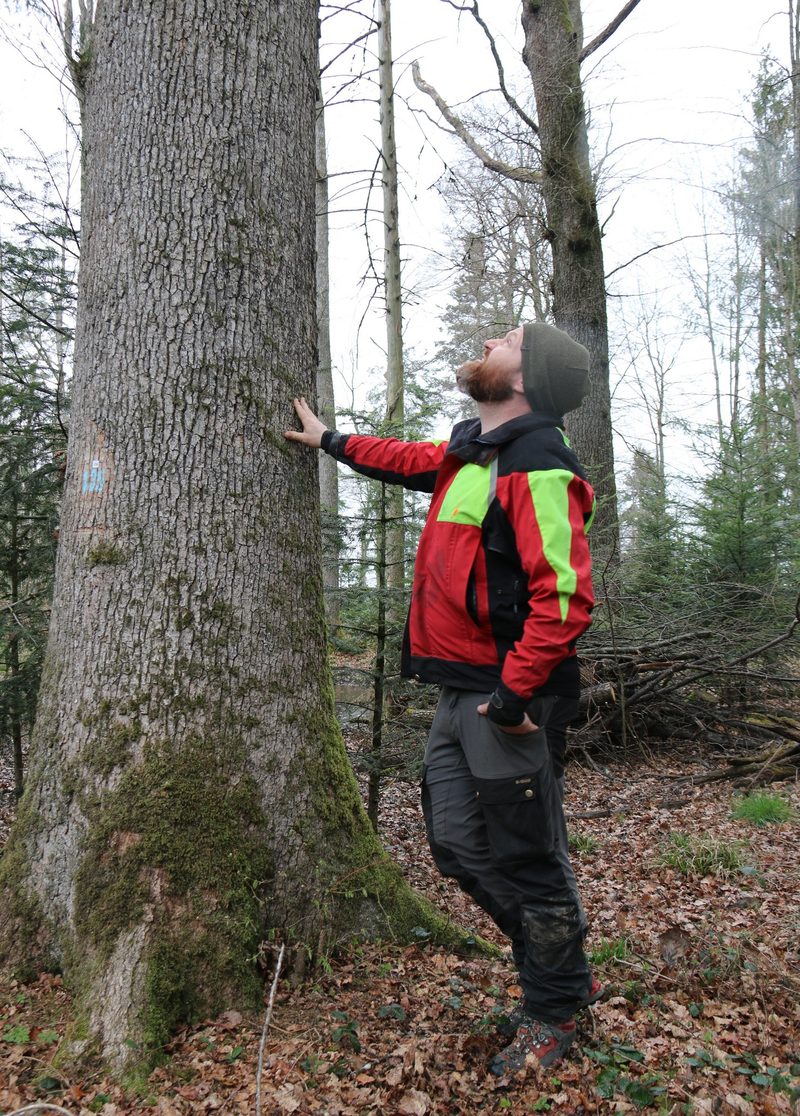 Der Wald muss sich wandeln