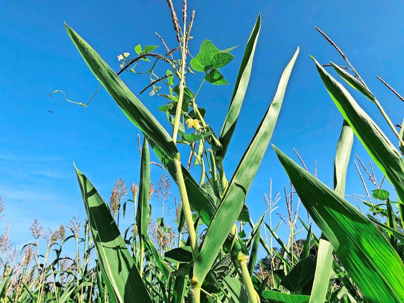 Als Leguminose fixieren die Bohnen Stickstoff, der Mais und Sorghum zugutekommen dürfte.