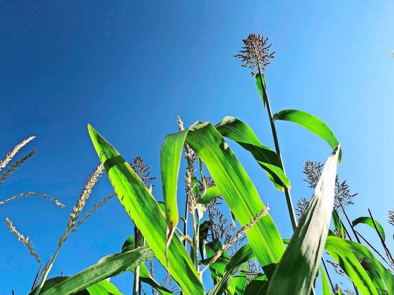 Der Sorghum streckt sich bald über den Maisbestand.