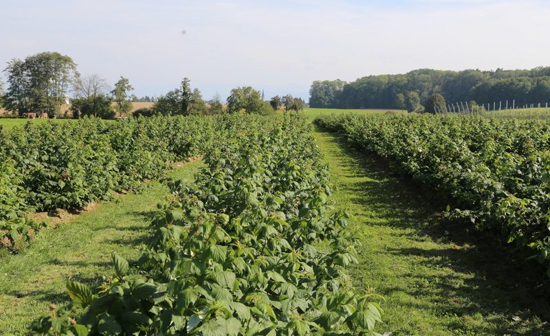 Peter Lenggenhager produziert Schweizer Beeren für Schweizer Sirup