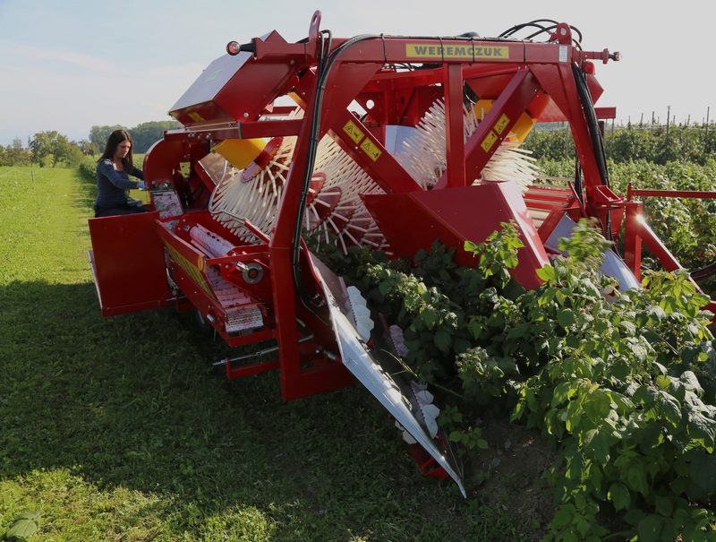 Peter Lenggenhager produziert Schweizer Beeren für Schweizer Sirup