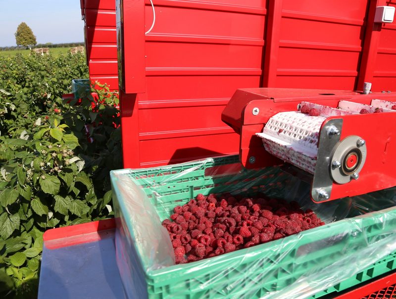 Peter Lenggenhager produziert Schweizer Beeren für Schweizer Sirup