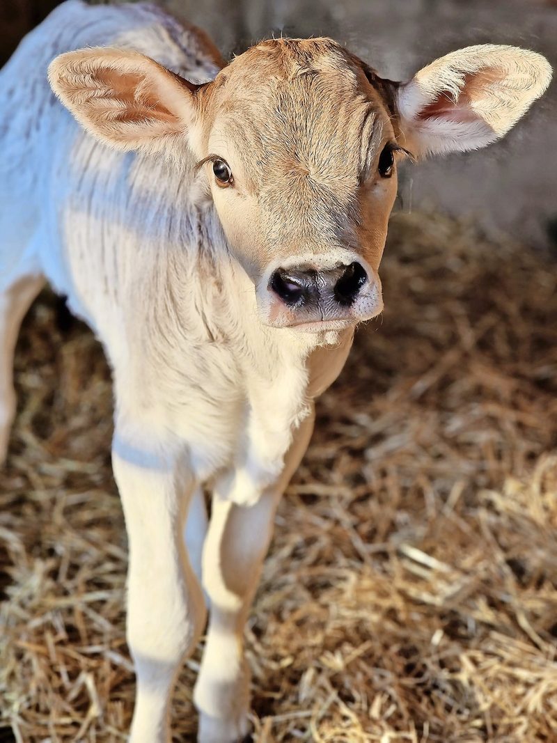 Rindfleisch: Pro-Kopf-Konsum in der Schweiz steigt