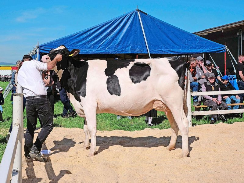 Flury’s Letsgo Hawaii von David Flury-Schaub wurde unter den Seniorkühen zur Vize-Miss und Vize-Schöneuter gekührt.