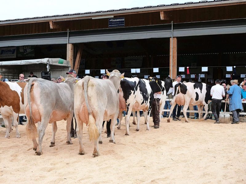 Tiere verschiedener Rassen wurden vorgeführt, darunter auch einige Brown Swiss und Simmentaler Kühe.