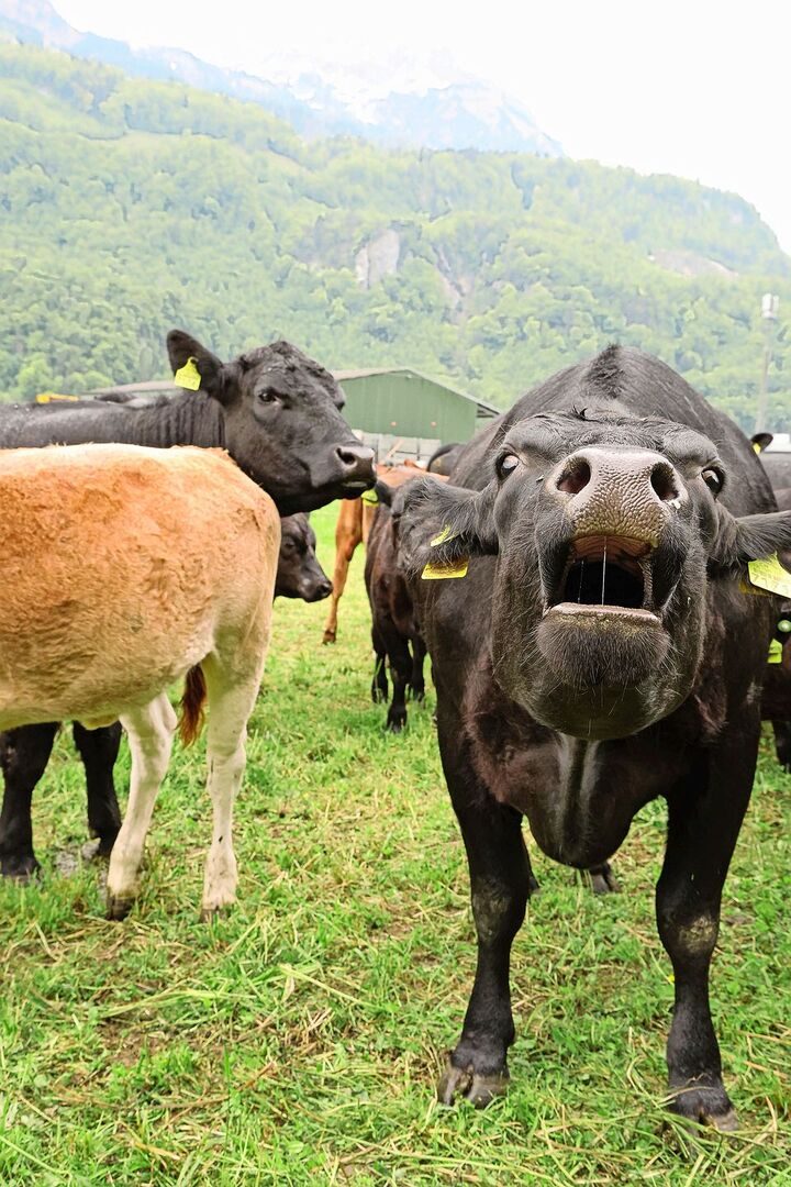 Die Mutterkühe begrüssen den Besucher auf der Weide.