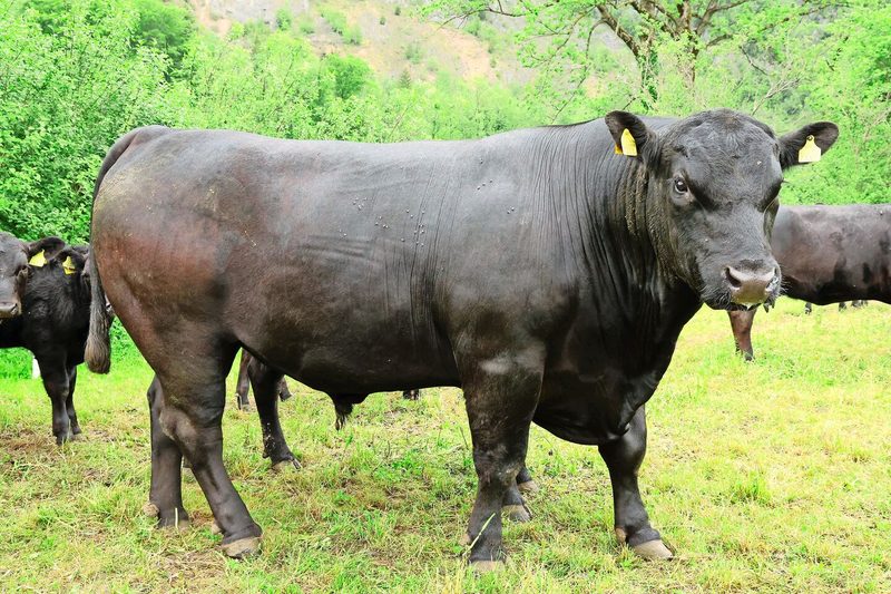 Von Januar bis Ende April läuft ein Stier mit in der Herde. Aktuell ist es Eros, der sich für ein Foto in Pose wirft.