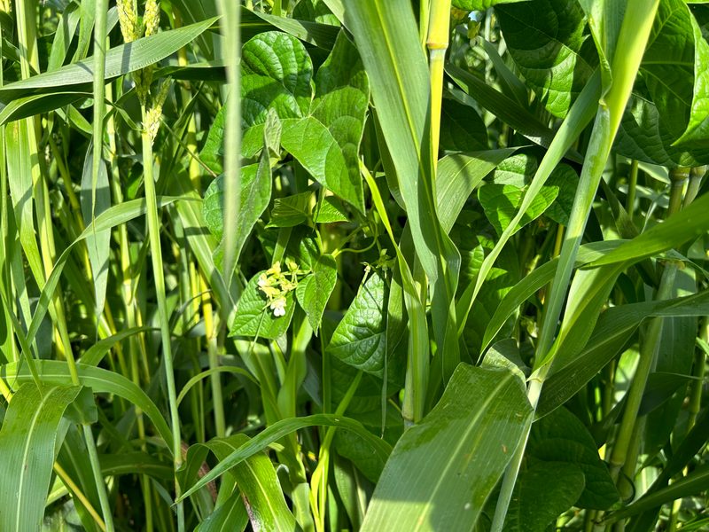 Vier gute Gründe für den Anbau von Sorghum