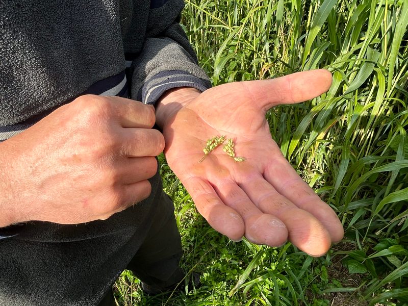 Vier gute Gründe für den Anbau von Sorghum