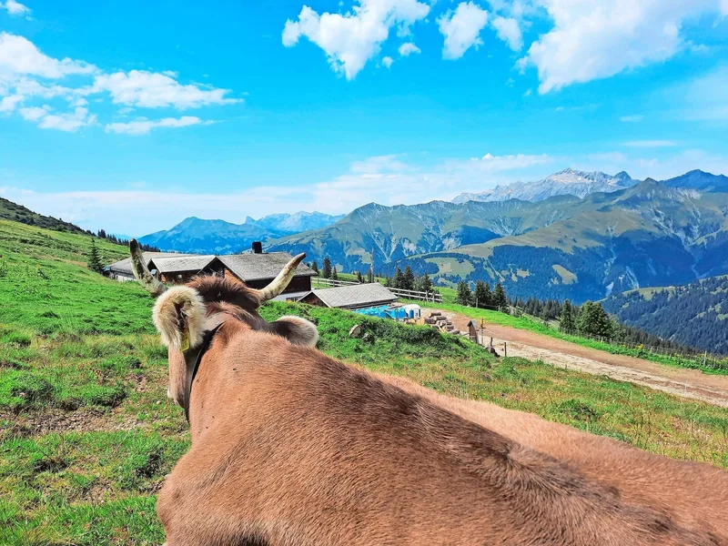 Während die fitten Kühe mehrere Höhenmeter Weg hinter sich legen, dürfen die hinkenden Tiere bei der Hütte bleiben.