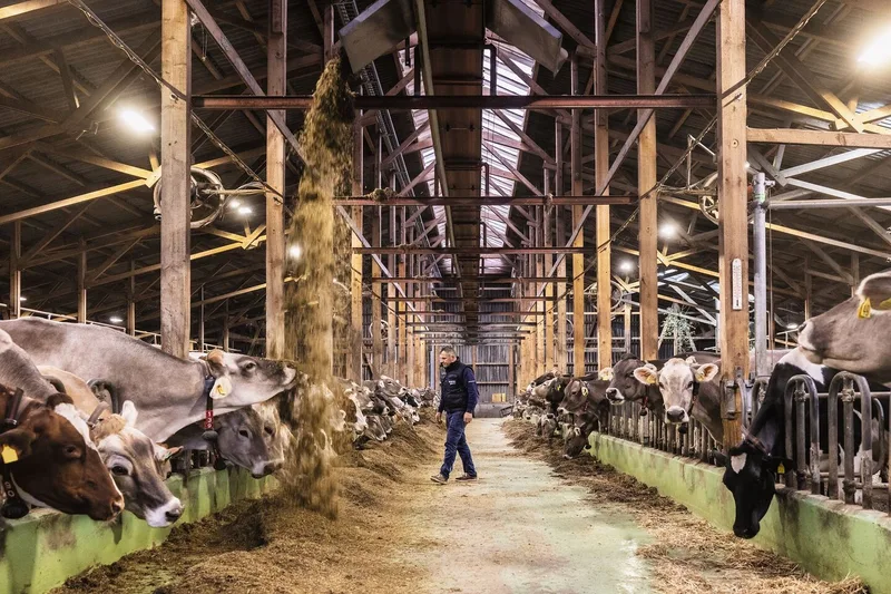 So funktioniert ein landwirtschaftlicher Saisonspeicher: Das im letzten Sommer geerntete Futter erzeugt Monate später Wärme und Strom – und Milch dazu.