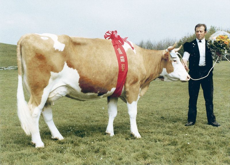 Die Miss BEA von 1988: Die schöne reine Simmentalerkuh Jonas Gräfin von Daniel und Lisabeth Oberli, Kehrlishof, Schangnau.