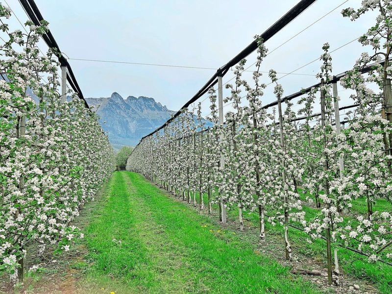Frühling, wenn die Bäume in den Anlagen blühen, ist die schönste Zeit im Jahr, findet Lukas Vetsch.