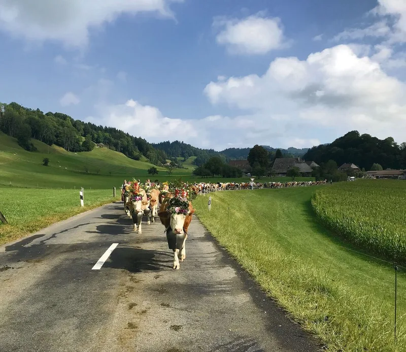 Ein Bild, das seinesgleichen sucht: Die Rinderherde der Hirtenfamilie Meister von der Lüderenalp unterwegs nach Sumiswald.