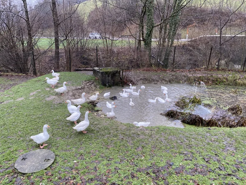 Alle Jahre wieder kommt die Weidegans auf den Tisch