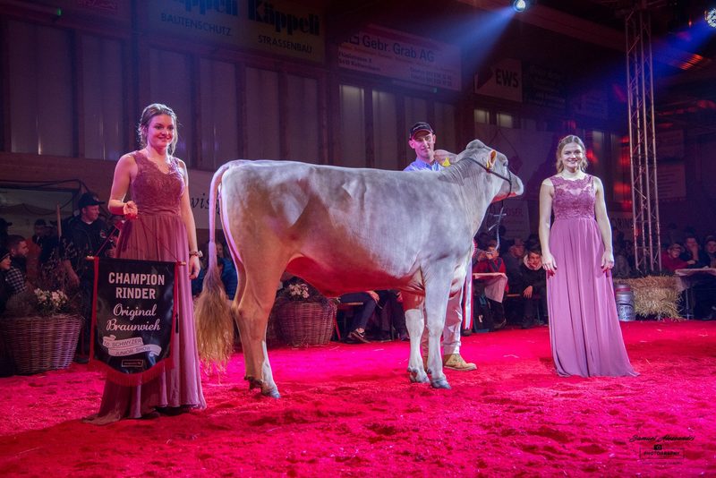 Erfolgreiche Jubiläumsausgabe der Schwyzer Junior Show