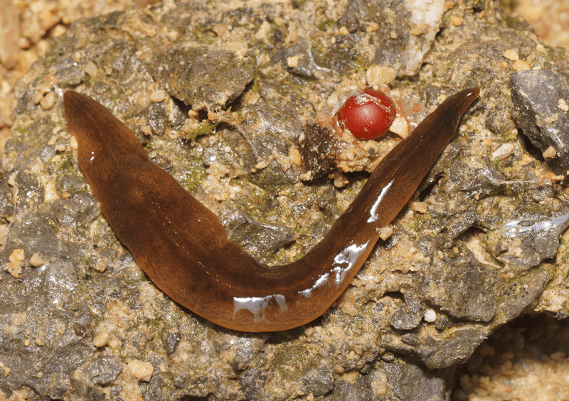 Eine schleimige Invasion bedroht den Regenwurm