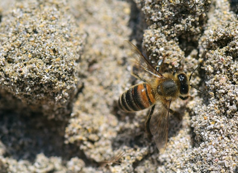 6 Tipps, mit denen Sie Vögel, Insekten und Kleintiere in Ihren Garten locken