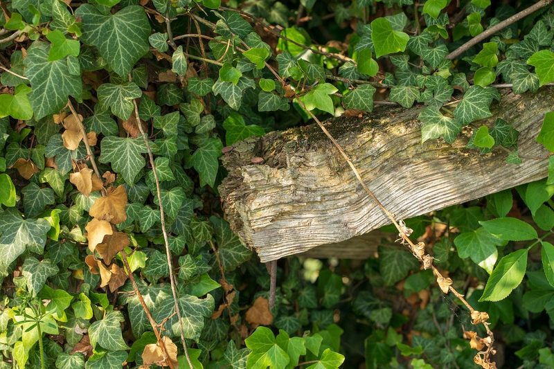 6 Tipps, mit denen Sie Vögel, Insekten und Kleintiere in Ihren Garten locken