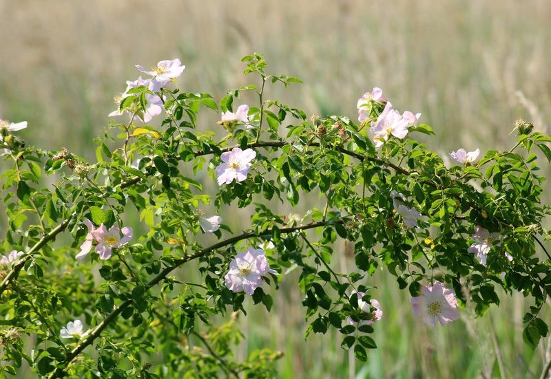 6 Tipps, mit denen Sie Vögel, Insekten und Kleintiere in Ihren Garten locken