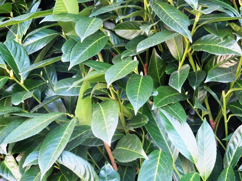 6 Tipps, mit denen Sie Vögel, Insekten und Kleintiere in Ihren Garten locken