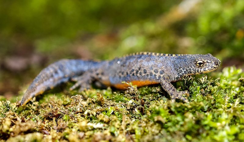 6 Tipps, mit denen Sie Vögel, Insekten und Kleintiere in Ihren Garten locken