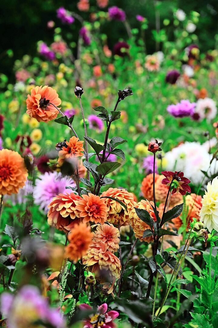 Geerntet werden nur 20 Prozent der wachsenden Blumen.