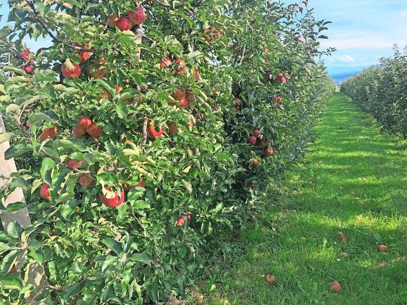 Land für Spezialkulturen ist gefragt. Für den Pachtzins gibt es zwar Vorgaben, aber eine Bewilligung des Kantons ist nicht nötig. Kantonal unterschiedlich geregelt ist, wie lange eine Pacht bei Spezialkulturen dauert.