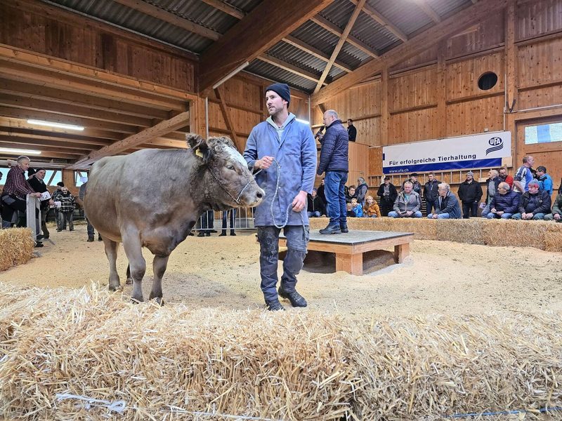In Schüpbach werden sie angeboten: halfterführige Mutterkuhtiere. Diese Marktlücke wird von Emmentaler Landwirten erfolgreich bewirtschaftet.