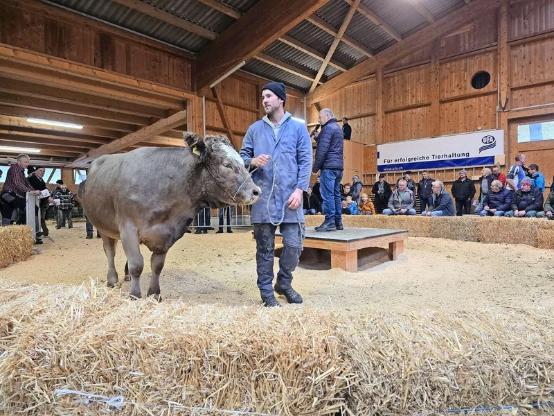 In Schüpbach werden sie angeboten: halfterführige Mutterkuhtiere. Diese Marktlücke wird von Emmentaler Landwirten erfolgreich bewirtschaftet.