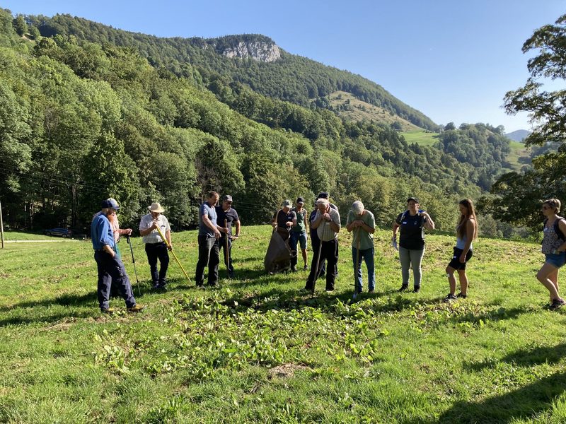 Unkrautbekämpfung auf Bio-Alpen bleibt eine anstrengende Fleissarbeit